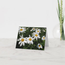 Daisies Kaart
