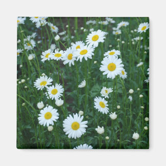 Daisies Magneet
