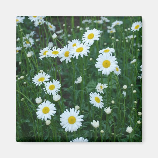Daisies Magneet (Voorkant)