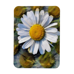 DAISIES MAGNEET
