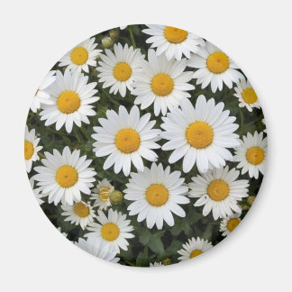 Daisies Magnet Magneet
