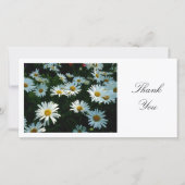 Daisies - Merci (Devant)