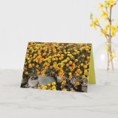 DAISIES MEXICAINES, FLEUR SAUVAGE, CARTE DE SALUT  (Fleur jaune)