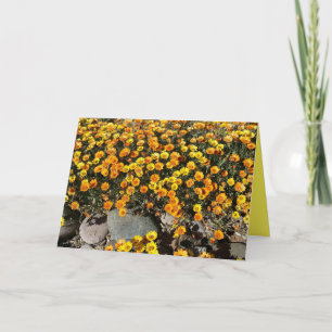 DAISIES MEXICAINES, FLEUR SAUVAGE, CARTE DE SALUT 