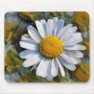 DAISIES MUISMAT