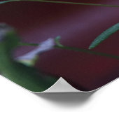 Daisies-on-Red Poster (Hoek)