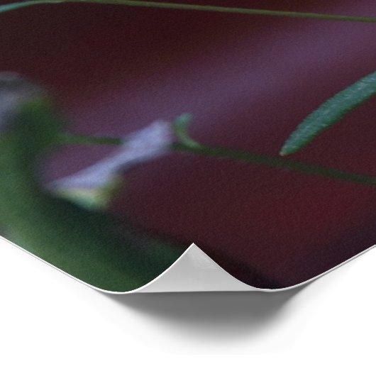 Daisies-on-Red Poster (Hoek)