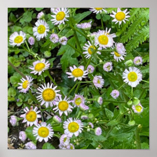 Daisies Photo Poster