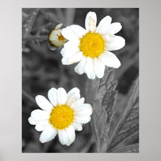 Daisies Poster (Voorkant)