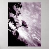 Daisies Poster (Voorkant)