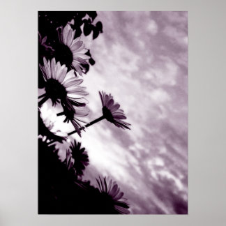 Daisies Poster