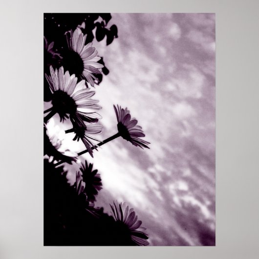 Daisies Poster (Voorkant)