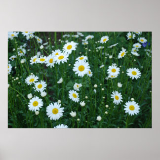 Daisies Poster