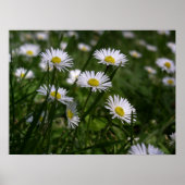 Daisies Poster (Voorkant)