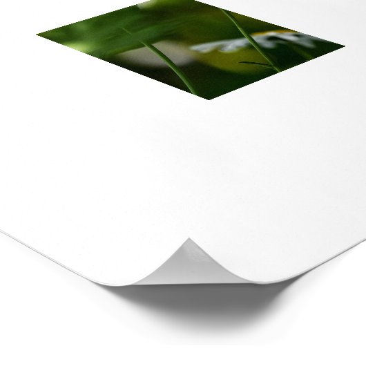 Daisies Poster (Hoek)