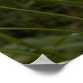 Daisies print 1 (Hoek)