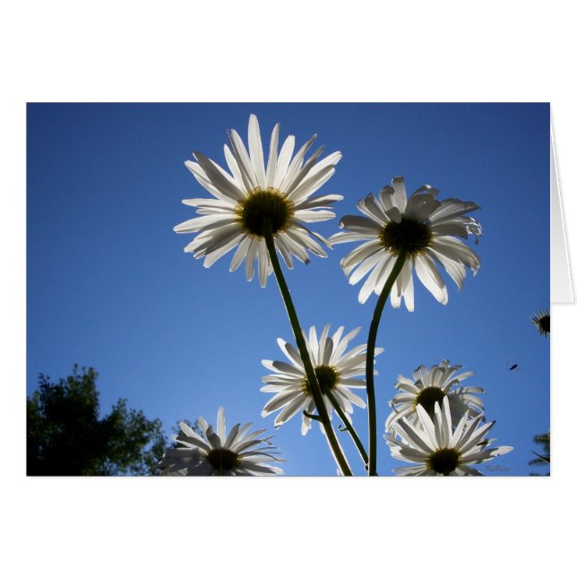 Daisies Rising (Voorkant Horizontaal)