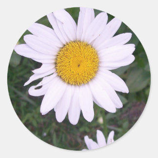Daisies Ronde Sticker