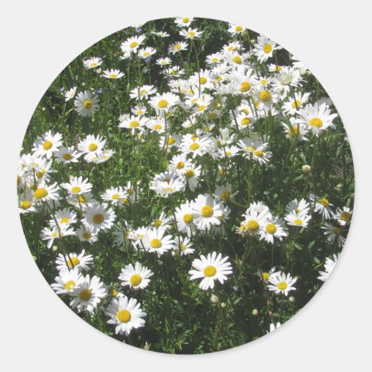 Daisies Ronde Sticker (Voorkant)