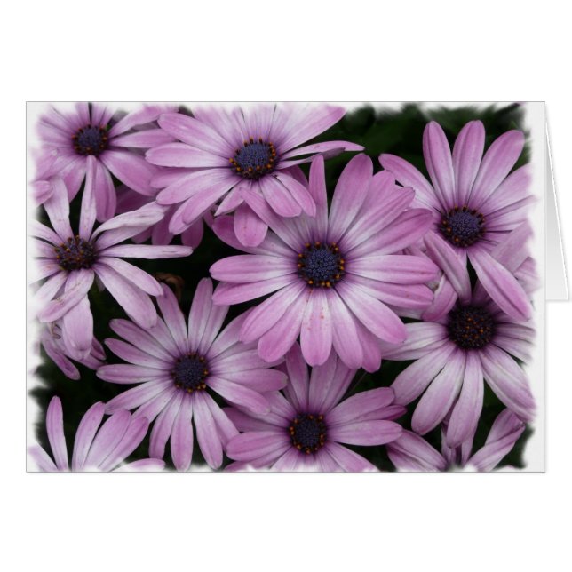 Daisy (Voorkant Horizontaal)