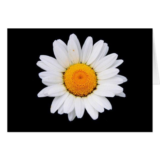 Daisy (Voorkant Horizontaal)