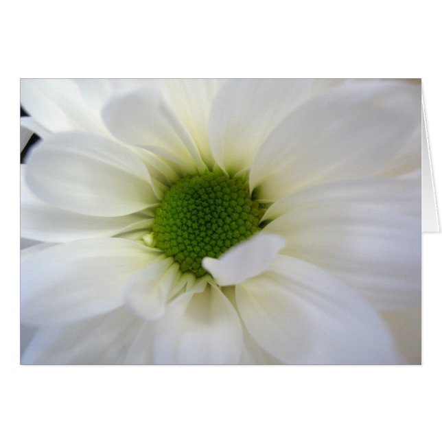 Daisy (Devant horizontal)