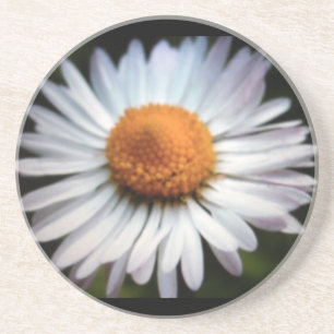 Daisy 1 Onderzetter