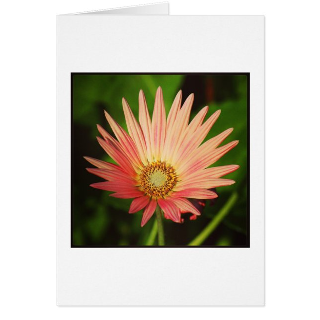 Daisy africain (Devant)