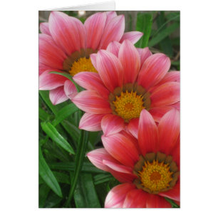 Daisy africain