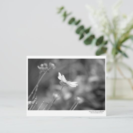 Daisy Alone - Briefkaart (Staand voorkant)