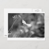 Daisy Alone - Briefkaart (Voorkant / Achterkant)