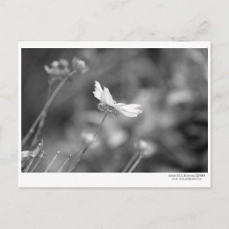 Daisy Alone - Briefkaart