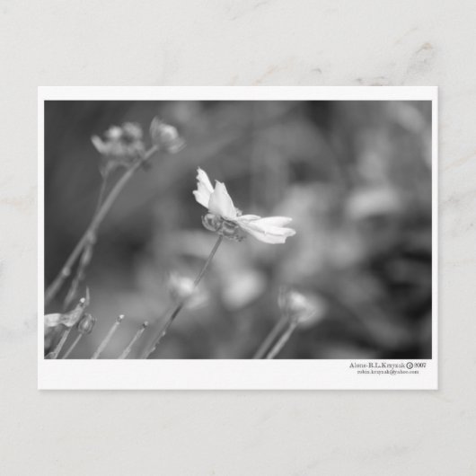 Daisy Alone - Briefkaart (Voorkant)