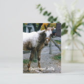 "Daisy" Appaloosa Filly Briefkaart (Staand voorkant)