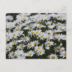 Daisy Bed Briefkaart