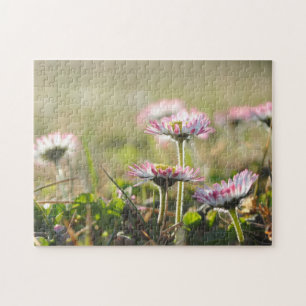 Daisy Bloemen Bloemenveld Lente Meadow Mooi Legpuzzel