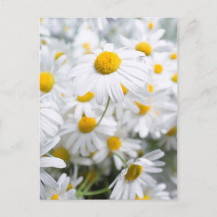 Daisy bloemen briefkaart