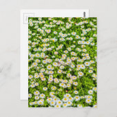 Daisy bloemen briefkaart (Voorkant / Achterkant)