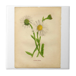  Daisy Botanicals-illustraties Tegeltje