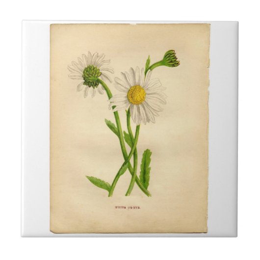  Daisy Botanicals-illustraties Tegeltje (Voorkant)