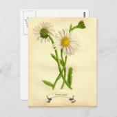 -Daisy-botanische illustratie Briefkaart (Voorkant / Achterkant)