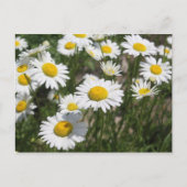 Daisy briefkaart (Voorkant)