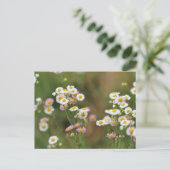 Daisy Briefkaart (Staand voorkant)