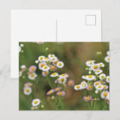Daisy Briefkaart (Voorkant / Achterkant)