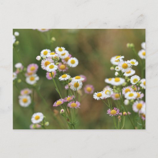 Daisy Briefkaart (Voorkant)