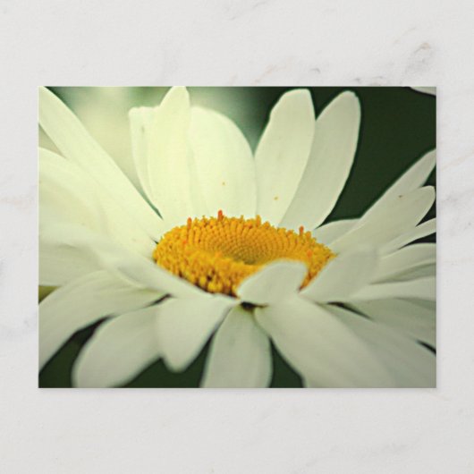 Daisy Briefkaart (Voorkant)