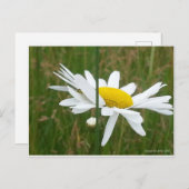 Daisy - Briefkaart (Voorkant / Achterkant)