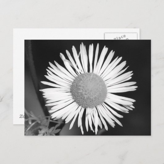 Daisy Briefkaart (Voorkant / Achterkant)