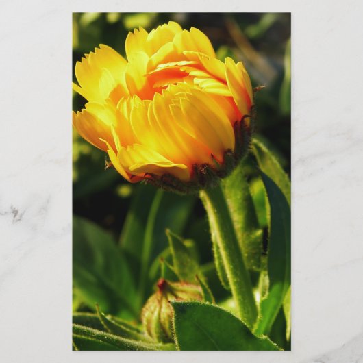 Daisy Briefpapier (Voorkant)