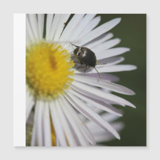 Daisy & Bumblebee Puzzle - De kleine harmonie van 